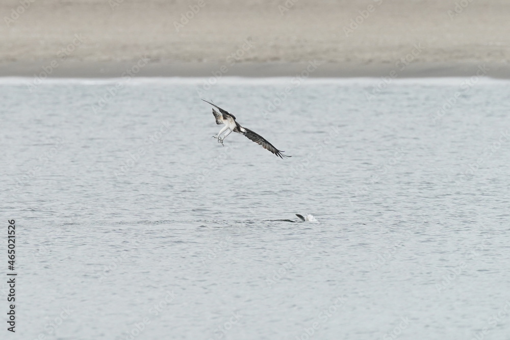 osprey hunts a fish