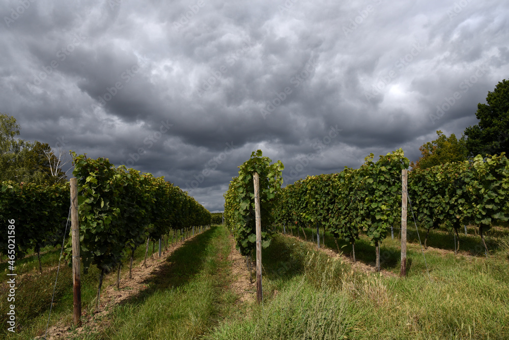 Stormy clouds over the vineyard rows