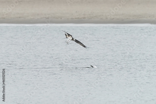 osprey hunts a fish