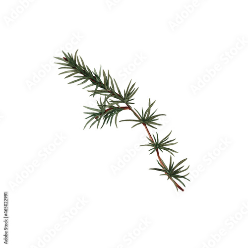 Illustration of realistic woodland green plant. Larch small branch and needles. Watercolor hand painted isolated elements on white background.