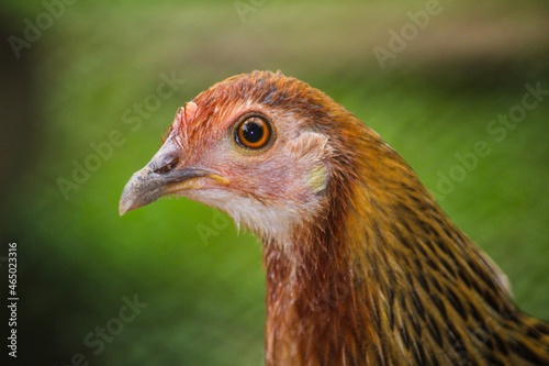 portrait of a chicken