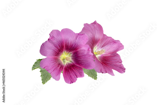 Couple of purple mallow flowers isolated on white