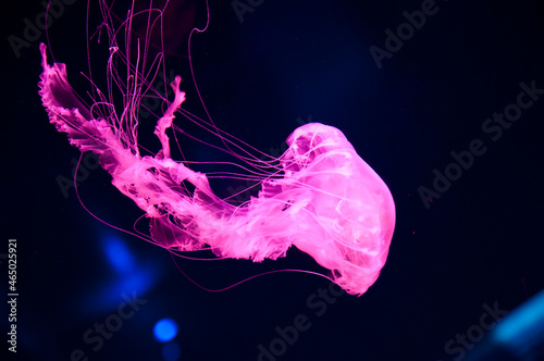 Fotografi pink jellyfish isolated on black background