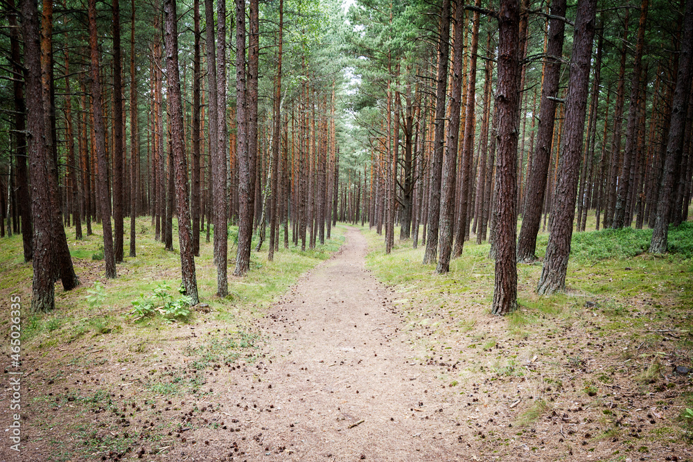 Pine forest in Lithuania