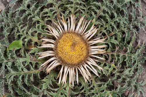 Carline Thistle Carlina Acanthifolia photo