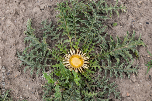 Carline Thistle Carlina Acanthifolia photo