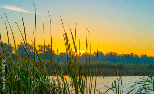 Green yellow reed along the edge of a lake in bright sunlight at sunrise in autumn, Almere, Flevoland, The Netherlands, October 24, 2021