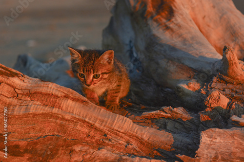 Brown kitten on the background of a large driftwood in the rays of the setting sun, a series of photos with a kitten.