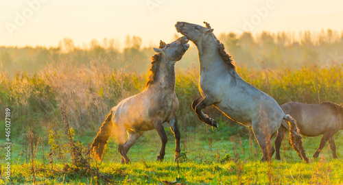 Playful horses in a field in wetland in bright sunlight at sunrise in autumn, Almere, Flevoland, The Netherlands, October 24, 2021