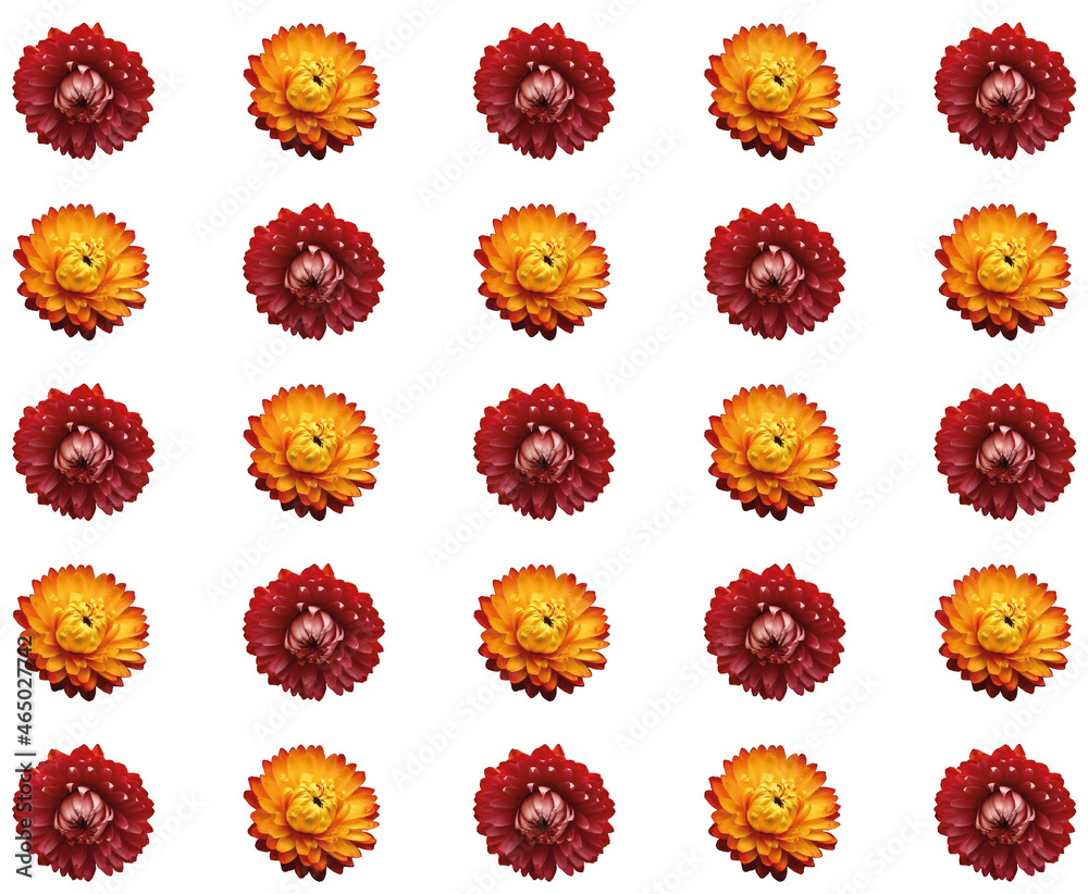 Fototapeta premium Xerochrysum bracteatum colorful flowers. Flower pattern. Everlasting daisy.
