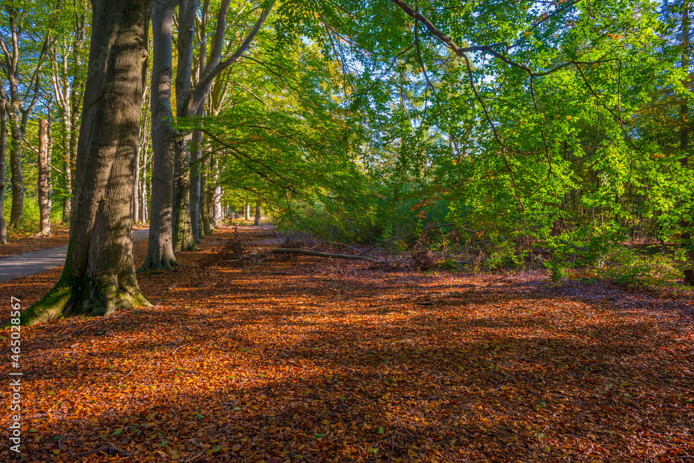 Fototapeta premium Foliage of trees in a forest in autumn leaf colors in bright sunlight in autumn, Baarn, Lage Vuursche, Utrecht, The Netherlands, October 24, 2021