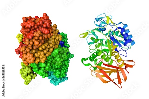 Crystal structure and space-filling molecular model of human pancreatic alpha-amylase. Rendering based on protein data bank. Rainbow coloring from N to C. 3d illustration photo