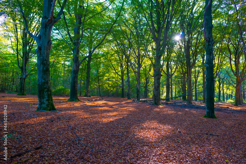 Foliage of trees in a forest in autumn leaf colors in bright sunlight in autumn, Baarn, Lage Vuursche, Utrecht, The Netherlands, October 24, 2021