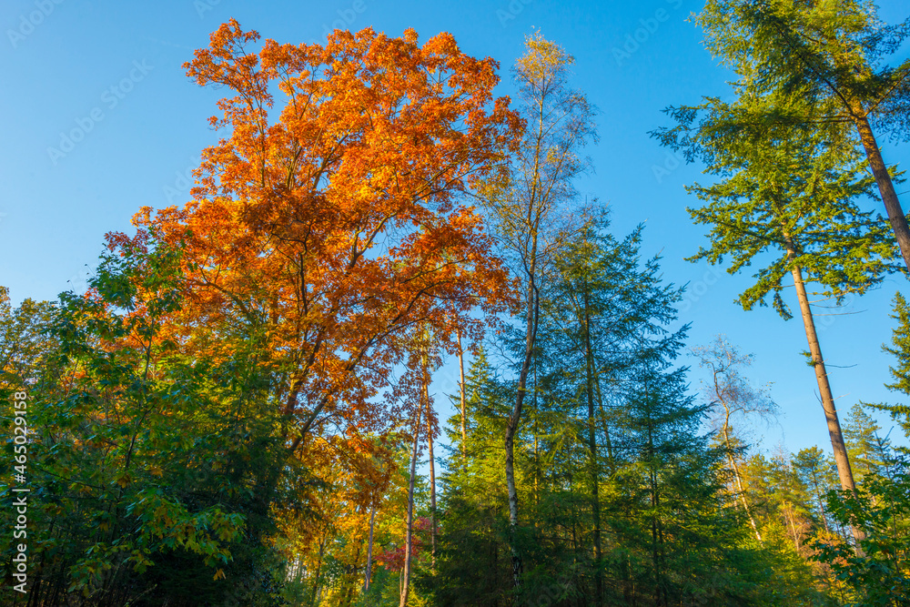 Foliage of trees in a forest in autumn leaf colors in bright sunlight in autumn, Baarn, Lage Vuursche, Utrecht, The Netherlands, October 24, 2021