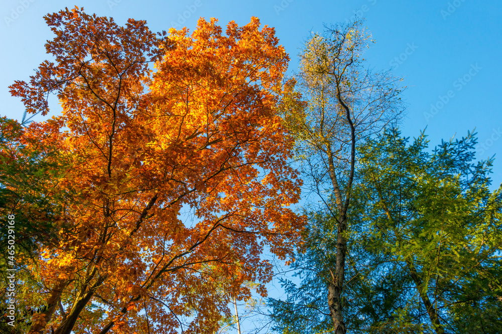 Foliage of trees in a forest in autumn leaf colors in bright sunlight in autumn, Baarn, Lage Vuursche, Utrecht, The Netherlands, October 24, 2021