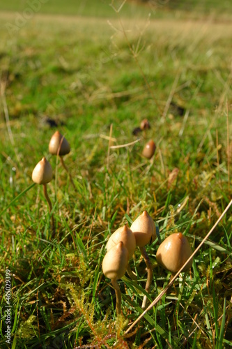liberty caps also known as magic mushrooms growing in the wild 