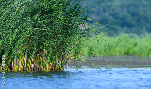 Wild reed grass reflected on blue lake water in summer