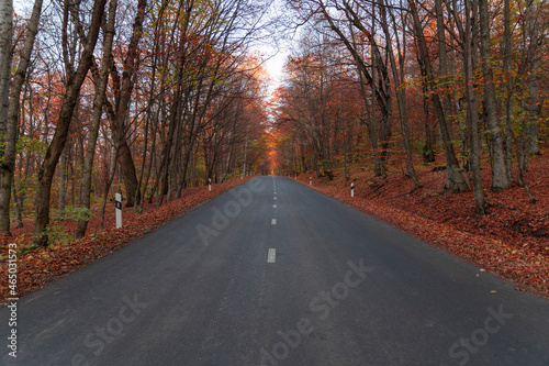 Beautiful road in the colorful fairy trees. Autumn forest landscape.