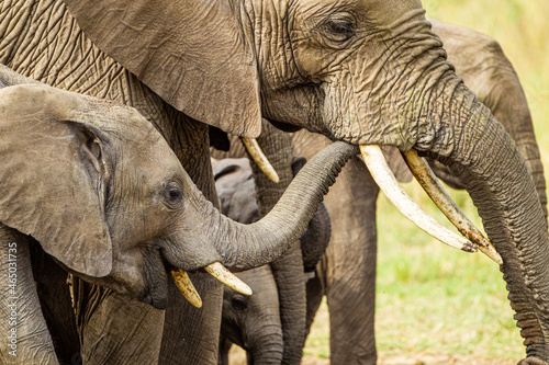 Elephant calves grazing in the protection of the heard on the open savannah of the Masai Mara, Kenya