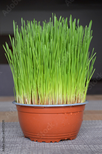Wheat grass growing in the pot