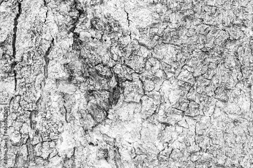 Cracks of tree bark texture and background seamless Cracks of tree bark texture and background seamless