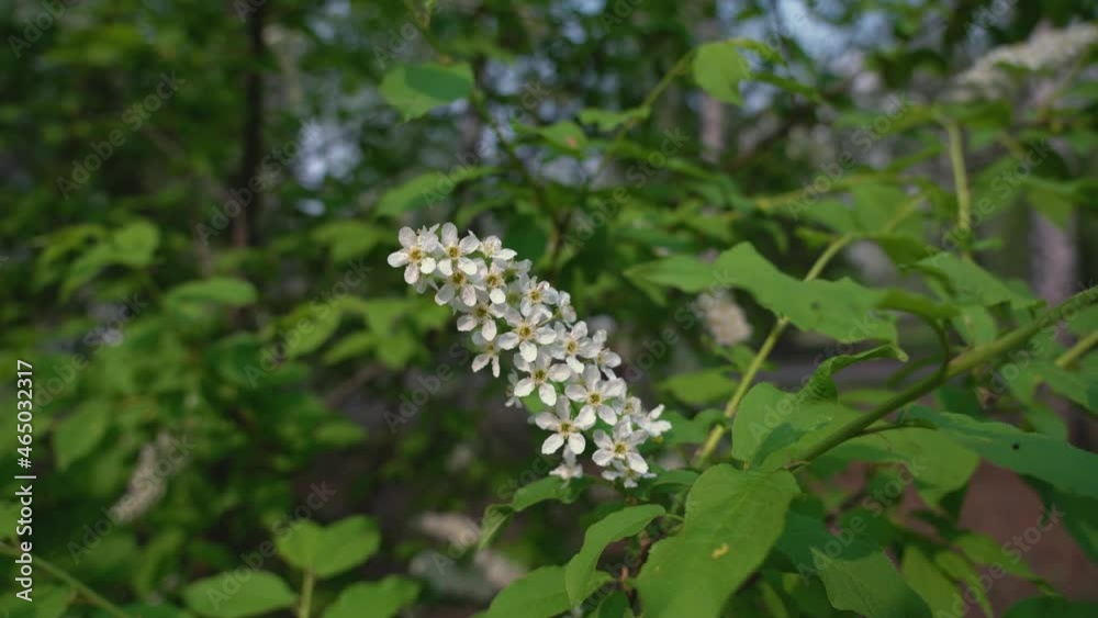 Blooming branch of bird cherry in a city park, mom with a stroller walking in the background Blooming branch of bird cherry in a city park, mom with a stroller walking in the background