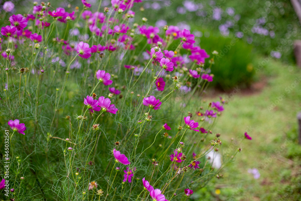Photo of cosmos flower field