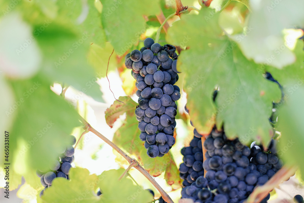 A bunch of ripe black grapes on a vineyard 