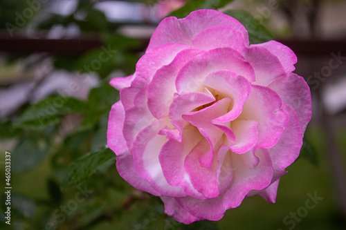 Flower, rose, petals. Closeup. Blur