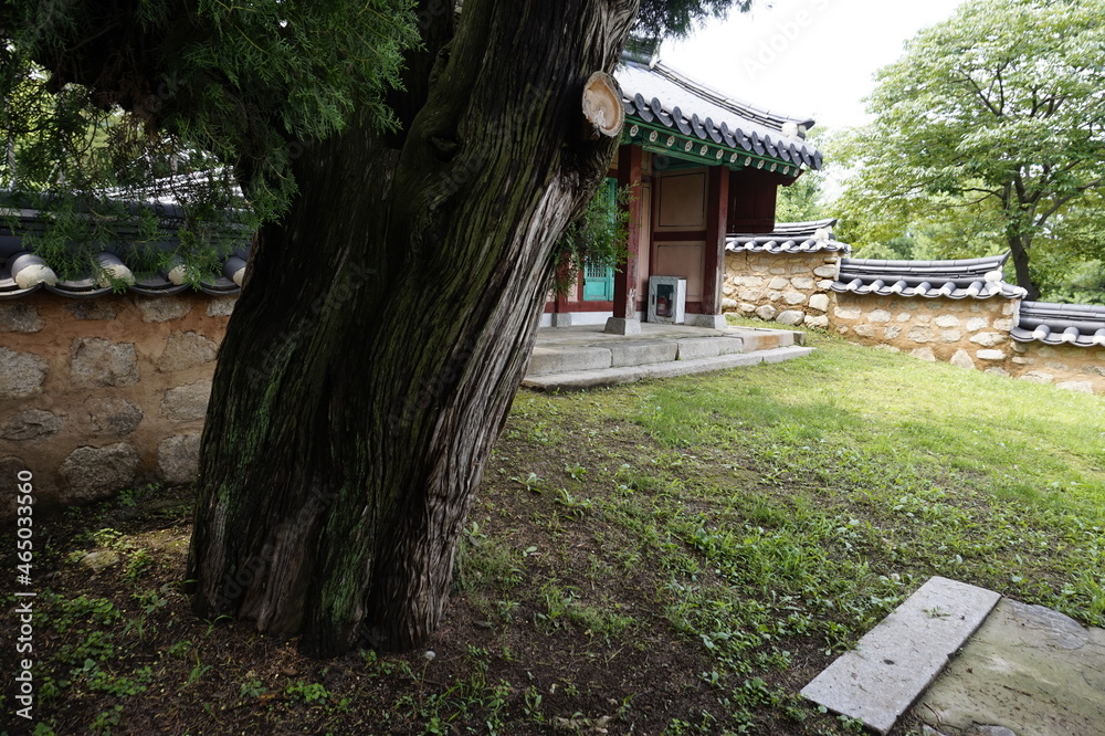 숲에는 전통사당과 오래된 나무가 있습니다. 숲에는 전통사당과 오래된 나무가 있습니다.