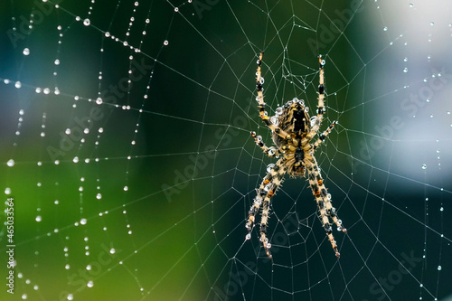 Garden spider with naturally waterdrops and spiderweb