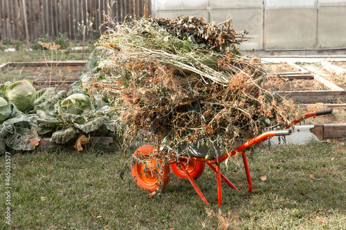 Cleaning the garden after harvesting. The tops and weeds are lying in a garden wheelbarrow. Preparation of waste for composting.