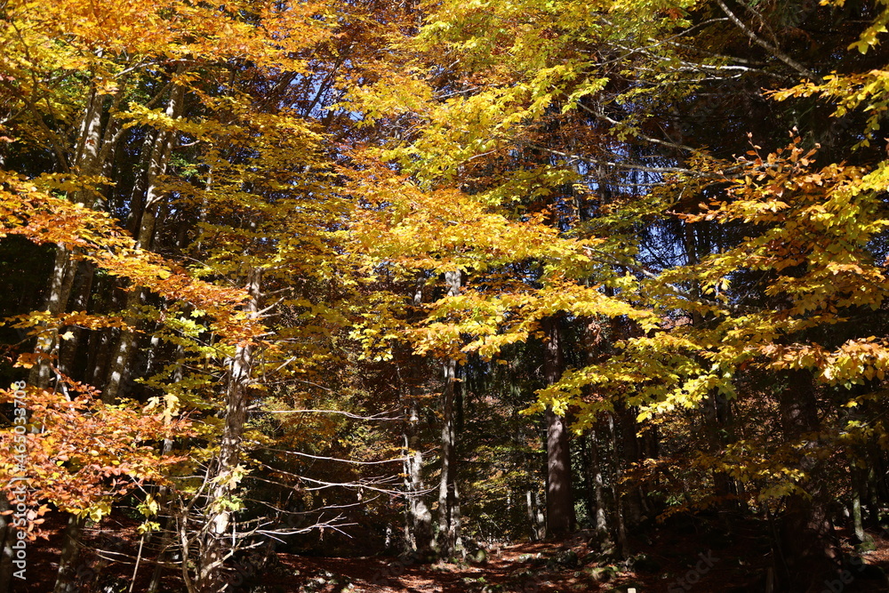 Autumn colors on the Asiago plateau, Veneto, Italy