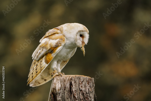 Burn owl (Tyto alba) sitting on a stump of a tree eating her prey