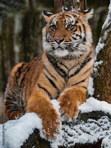 Sumatran tiger lying on the snowy wood
