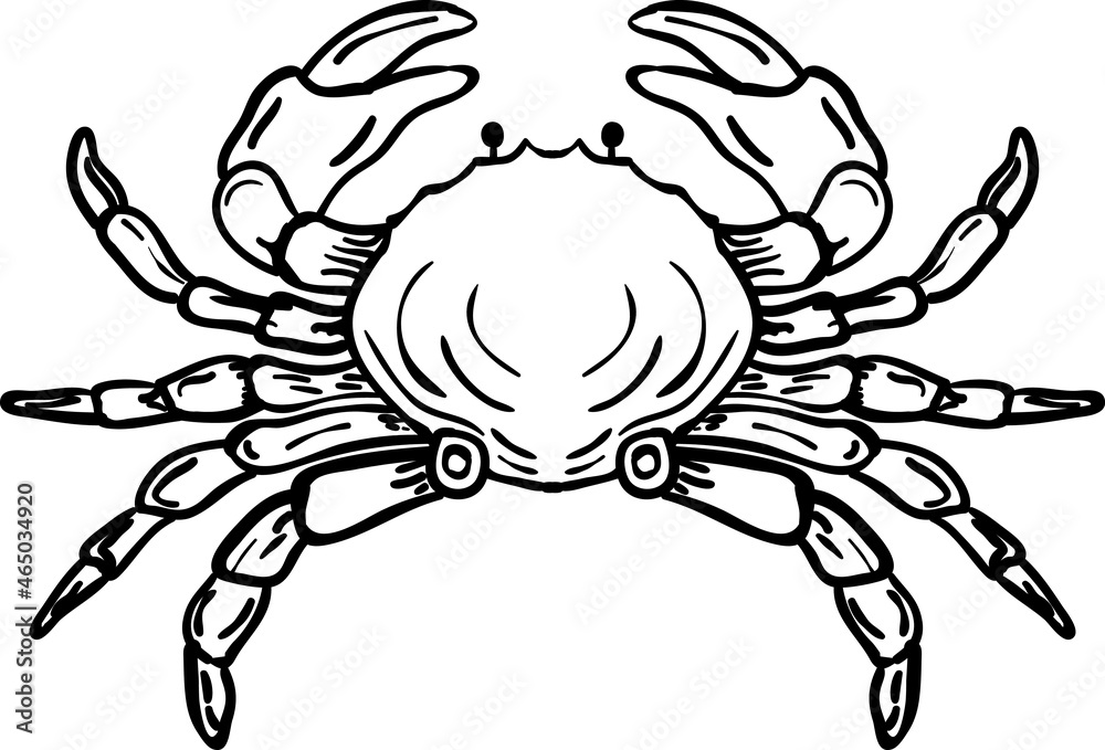 Illustration of crab. suitable for animal or sea creature. Illustration of crab. suitable for animal or sea creature.