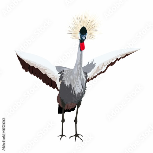 Japanese crane bird isolate on a white background.