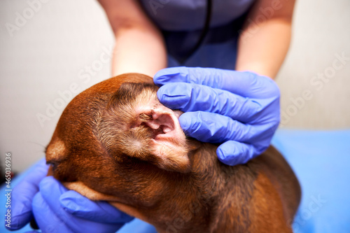 The dog is being examined at the veterinary clinic. Veterinarian examines a dog's ear