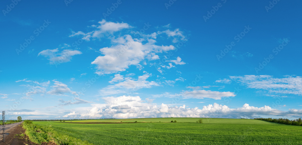 green field of winter wheat, blue sky and clouds green field of winter wheat, blue sky and clouds
