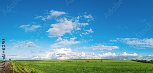 green field of winter wheat, blue sky and clouds