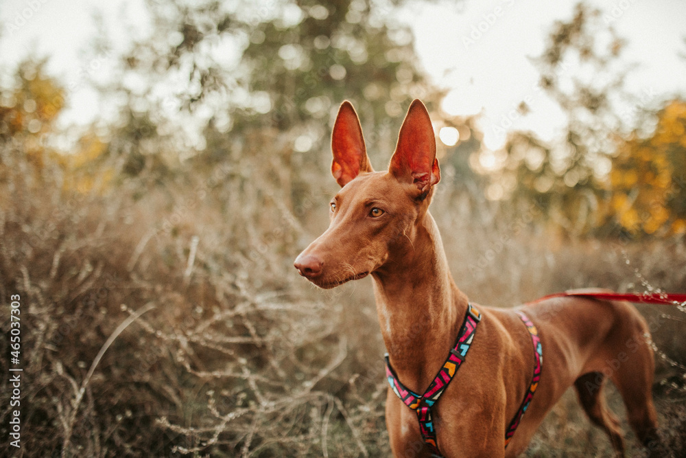 Pharaoh hound dog portrait Pharaoh hound dog portrait