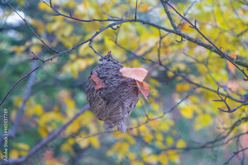 nest on the branch