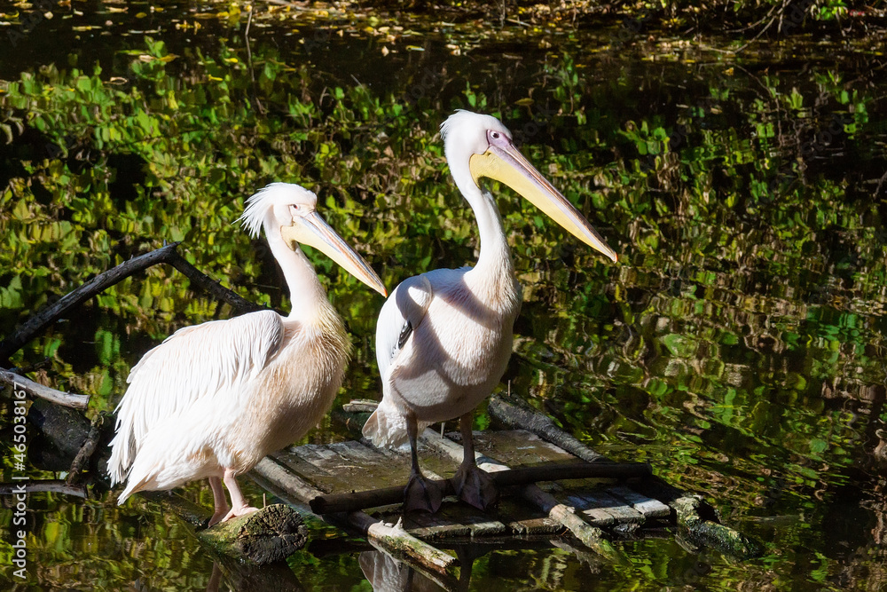 Pelicans in the pond