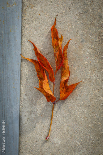 Orange autumn ash leaf lying on concrete road