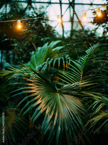 Palm leaves in the light of yellow bulbs. Botanical Garden. Abst