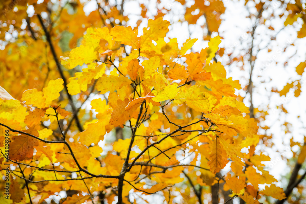 Autumn oak tree with beautiful golden leaves. Selective focus.