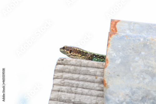 Darevskia bithynica tristis lizard macro photo photo