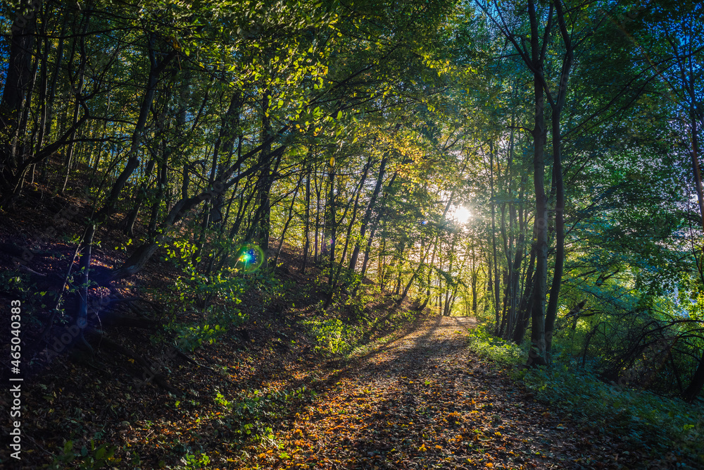 Autumnal nature - the sun shines through the branches. Forest with trees calm atmosphere Autumnal nature - the sun shines through the branches. Forest with trees calm atmosphere