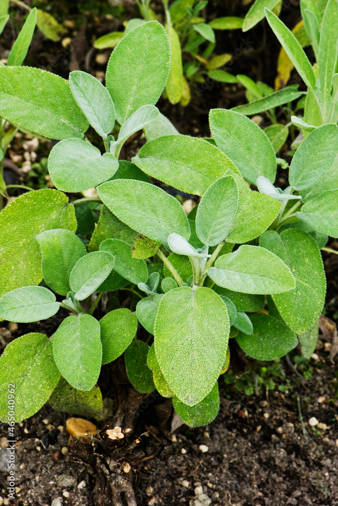Sage (Salvia officinalis) Sage (Salvia officinalis)
