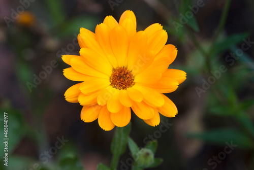 calendula (Calendula officinalis Asteraceae) 